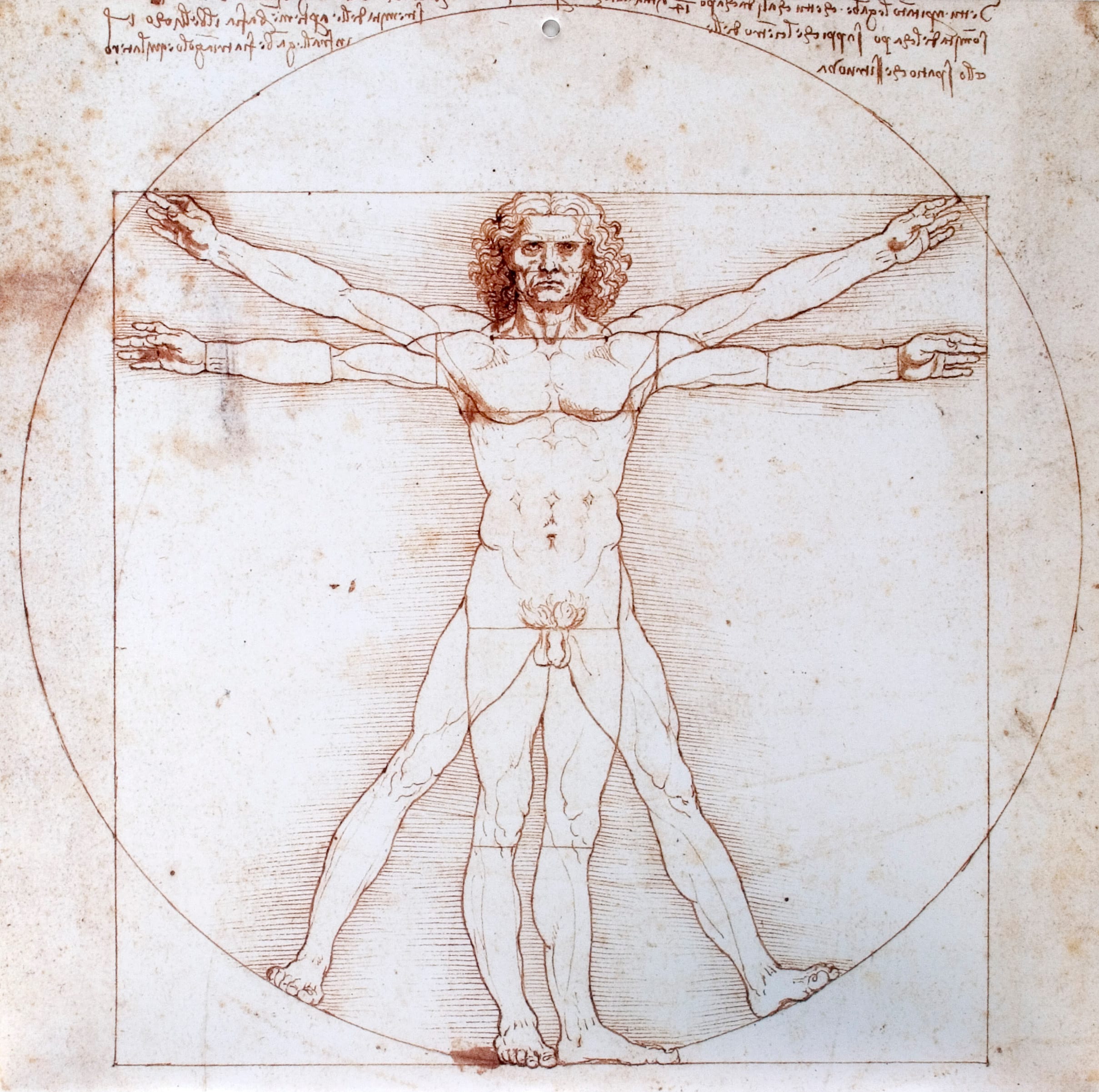 Leonardo da Vincis The Vitruvian Man (c.1490)