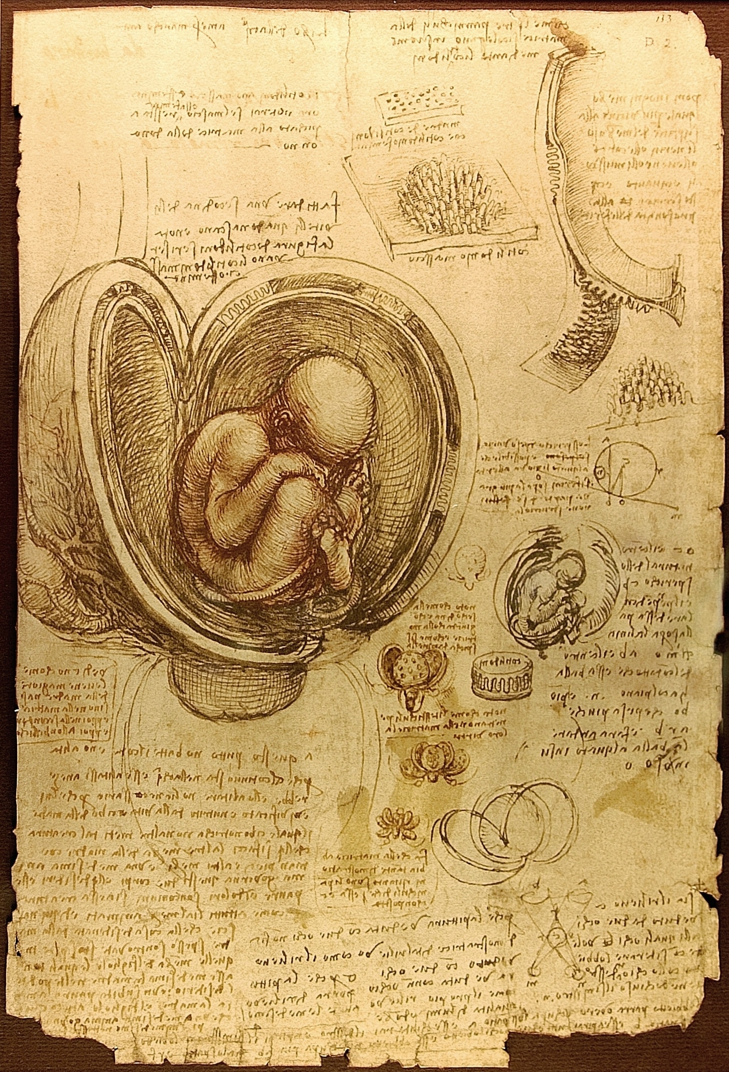 Studies of Embryos by Leonardo da Vinci (Pen over red chalk 1510-1513)