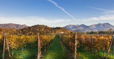 Franciacorta Wine and Food Tour from Milan