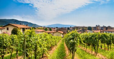 Franciacorta Wine and Food Tour from Milan